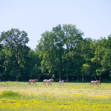 17.06.2023 – Oude Pekela